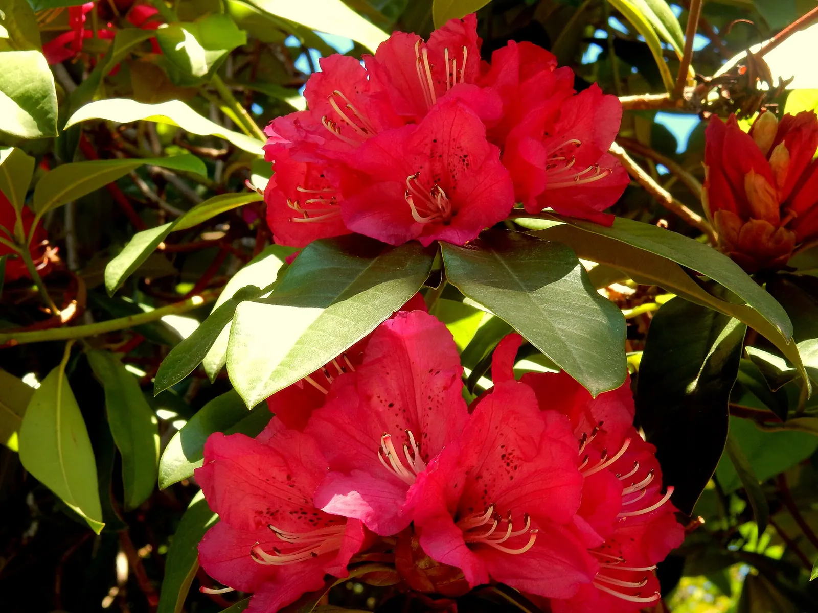 Camelie in fiore nel parco di Villa Durazzo Pallavicini