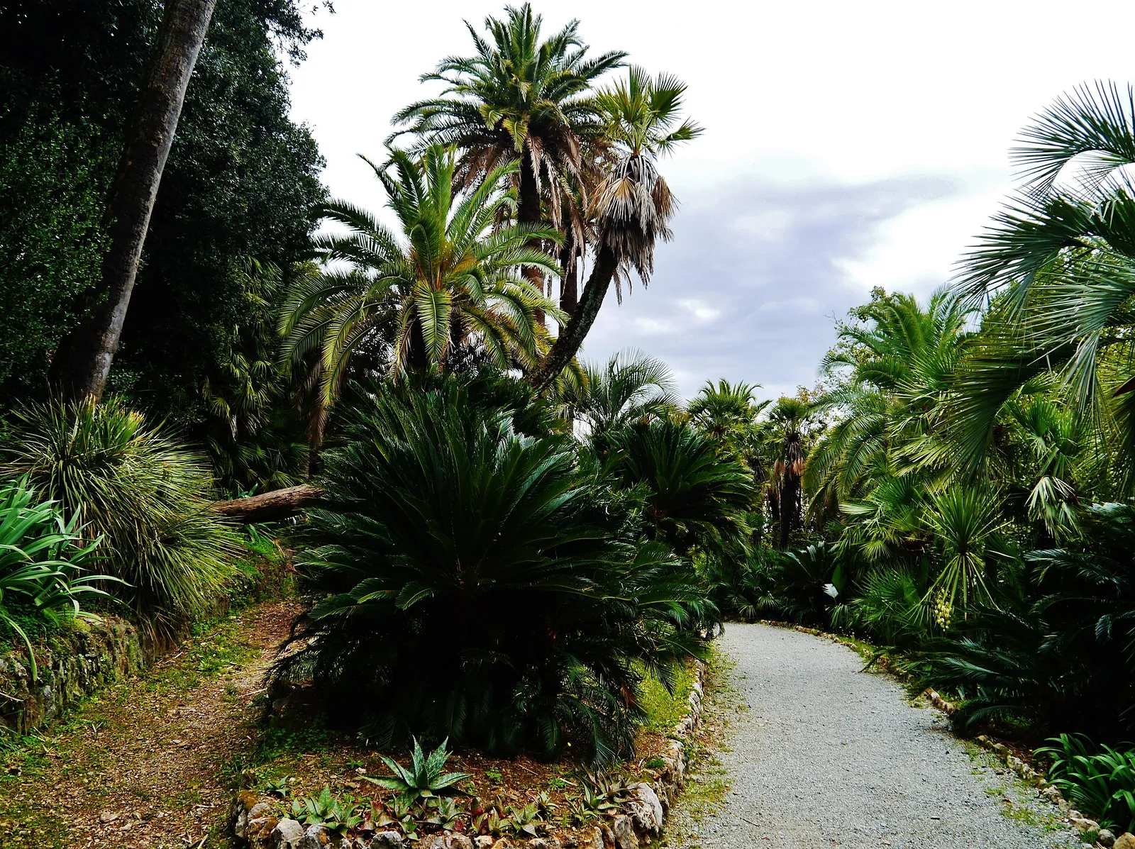 Un vialetto tra le palme nel parco storico di Villa Durazzo Pallavicini